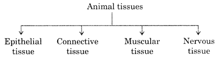 CBSE Class 9 Science Practical Skills – Plant and Animal Tissues – CBSE  Sample Papers